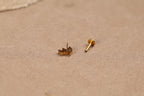 16G/18G/20G Titanium Tapered Marquise Cluster Threadless Flat Back Earring, Titanium Push Pin Labret, Cartilage Stud N206